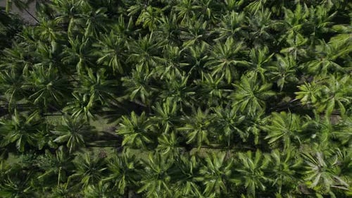 Lush Palm Tree Forest Aerial View