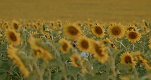 Tall Sunflower Flowers in a Boundless Field Agriculture