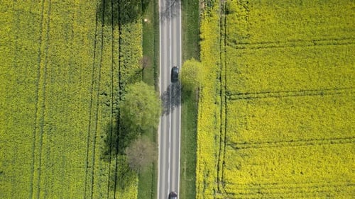 Top View Of Cars Driving On The Road Through Yellow Rapeseed Fields In Spring