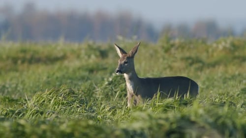 Common wild roe deer perfect closeup on meadow pasture autumn golden hour light