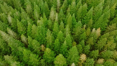 Aerial View of Dense Evergreen Forest Wilderness