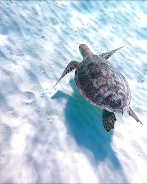 Sea Turtle Swimming Gracefully Over Sandy Ocean Floor