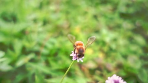 Close-up shot of a honey bee perched on a small wildflower, wings raised as it gathers nectar