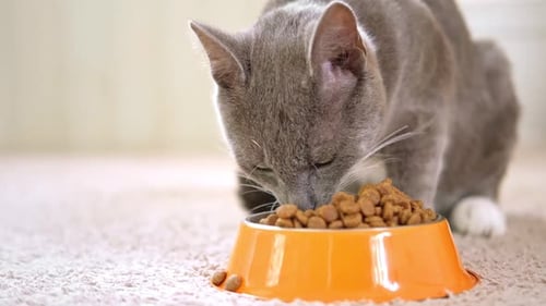 Gray Cat Eating Food in Orange Bowl
