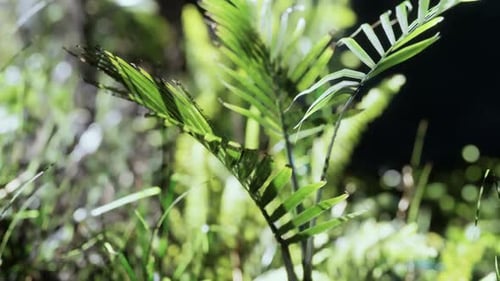 Sol brilhando na floresta tropical