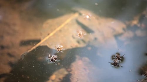 Wasserinsekten spielen auf einer schmutzigen, reflektierenden Wasseroberfläche