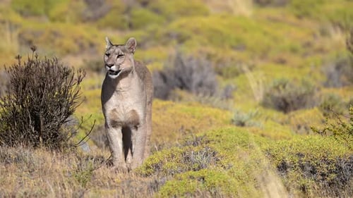Mountain Lion Standing in Grassy Field
