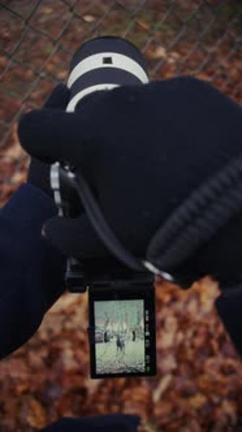 Wildlife Photographer Walking Through Nature To Photograph Deer