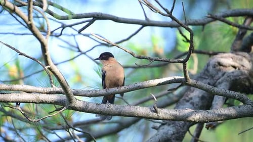 Rufous sibia, Heterophasia capistrata Beautiful Bird Perching in Forest