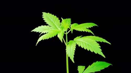 Marijuana Plant Growing