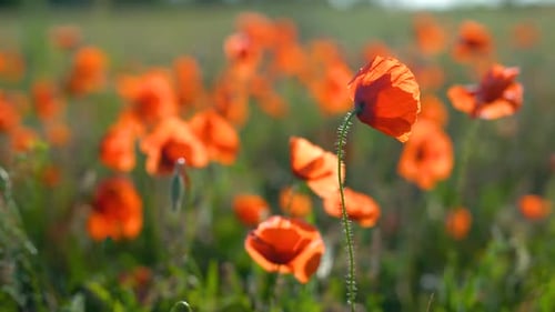 Close up of a Bright Red Poppy Flower Swaying in a Sunlit Field