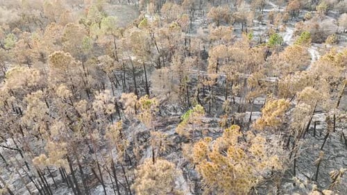 Schwarze abgestorbene Vegetation ist abgebrannt, nachdem ein Waldbrand den Boden der Dschungelwälder in Florida zerstört hatte