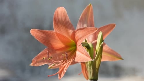 Lirio de Barbados rayado, dorado y rosa claro.