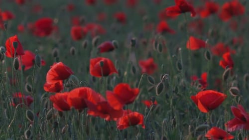 Beautiful red poppies at sunset. Field with blooming poppies. Green stems and red flowers.