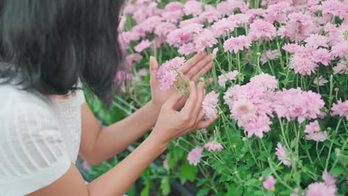 Woman Touches Pink Flowers in a Blossom Field