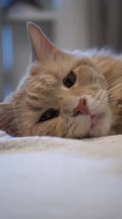 Eine schläfrige und entspannte Ingwerkatze liegt