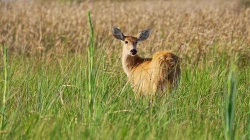 A female Marsh Deer (Blastocerus dichotomus) stands in its natural habitat, surrounded by tall grass