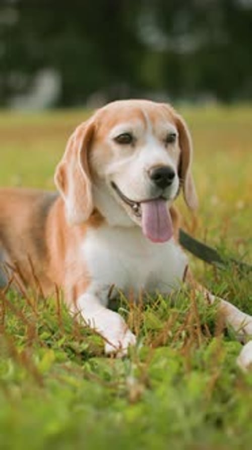 Sweet Beagle Dog Relaxing on Green Grass