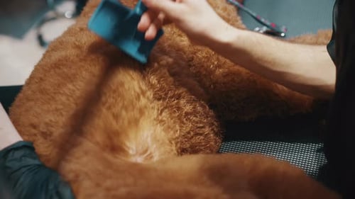 Groomer Brushing Fluffy Red Poodle Fur
