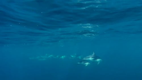 Pod of dusky dolphins swimming in the open blue close to the surface (slow motion)