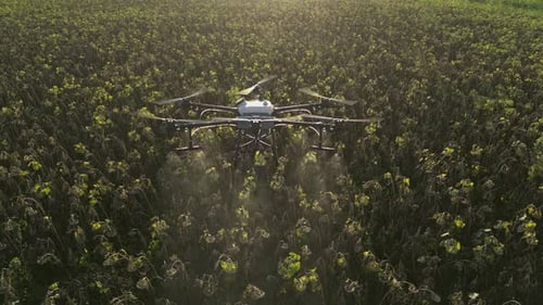 Agricultural Drone Spraying Sunflower Field 26