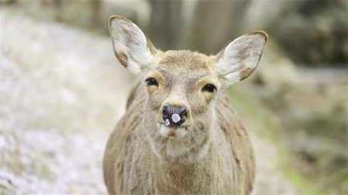 Portrait of Brown Deer Looking at Camera