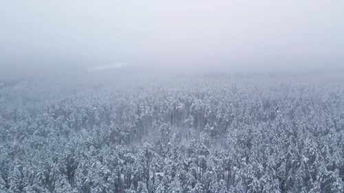 Aerial view of a frozen pine tree forest with snow covered trees in winter. Flight above winter fore