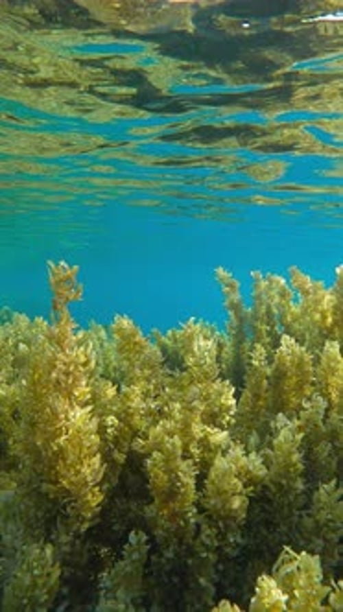 Close-up of Sargassum brown seaweed on shallows reflecting in surface against blue water