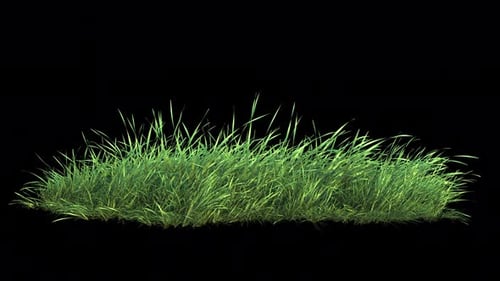 Grass Wind Loop on Alpha 4K.
