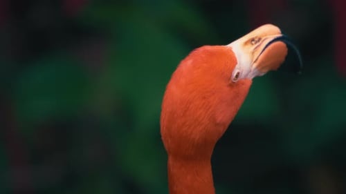 Nahaufnahme eines bunten Flamingokopfes, der sich umdreht