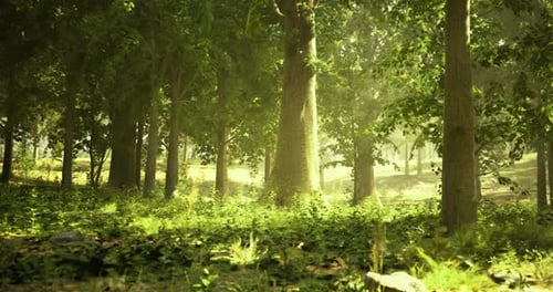 Lush Forest Landscape Illuminated By Soft Sunlight in Early Morning Hours