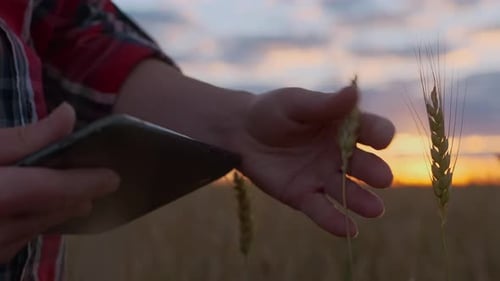 farmer woman's hand touching ear of wheat evaluating grain harvest in field