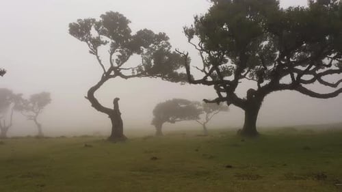 Trees of Fanal Forest in Fog Aerial View Madeira Portugal