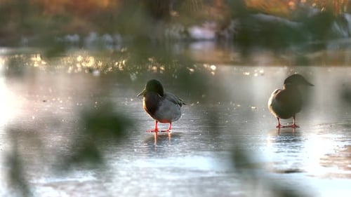 Closeup view of mallard ducks standing on frozen lake