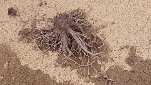 Dead tree stump and roots exposed on cracked dry lakebed in BC, Canada.