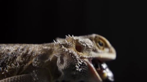 Bearded Dragon Eating Cockroach Close Up Against Black