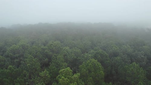 Dense fog over forestry area, drone ascend shot