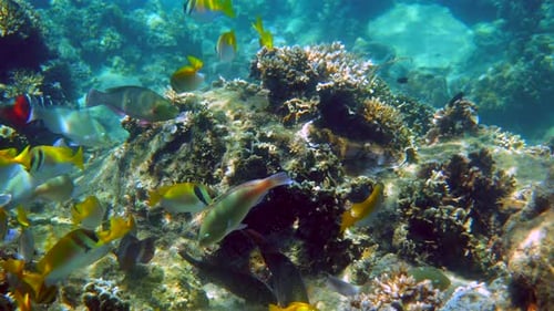 Vibrant Fish Swimming Around Coral Reef Underwater