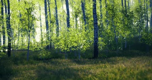 Lush Green Birch Trees Thrive in Serene Forest Setting During Daytime