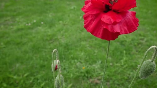 Big red poppy flower, on a blurry background of green grass on a sunny day.