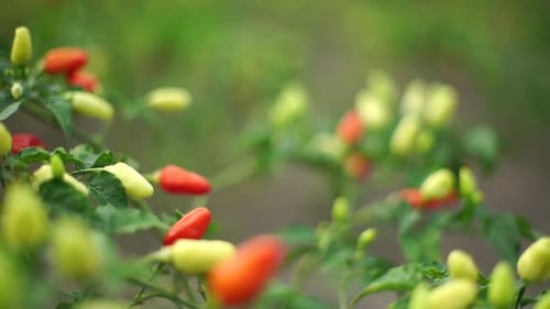 Rote Paprika
