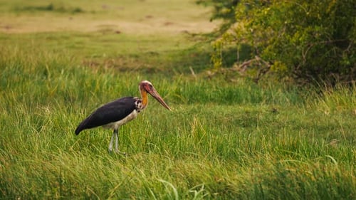 Zeitlupenaufnahmen des javanischen Marabustorchs Leptoptilos Javanicus bei der Jagd im Küstengrasland