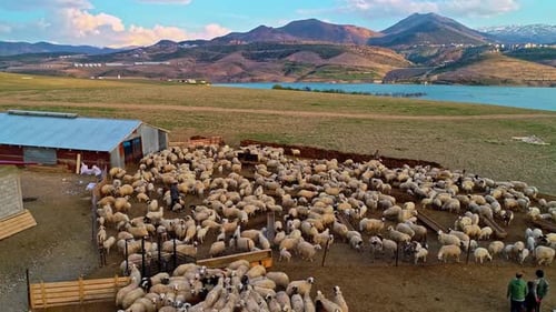 Sheep in Rural Livestock Farm