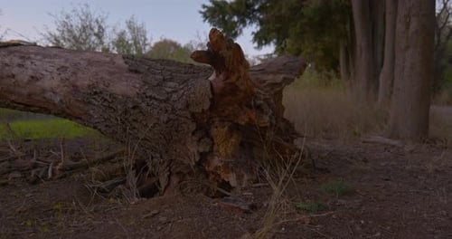 Fallen Tree with Massive Trunk and Exposed Roots in the Forest