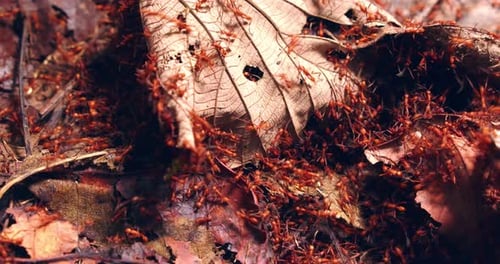 Massive Colony Of Fire Ants Swarming Over Dry Forest Leaves