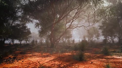 Misty Eucalyptus Forest with Red Earth Landscape Animation