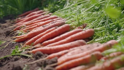 Freshly harvested carrots lying on soil in agricultural field, organic vegetable harvest.