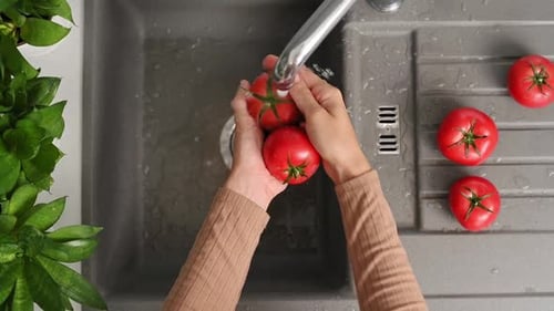 Close-up of young woman washes ripe red tomatoes under tap water in the sink in kitchen at home