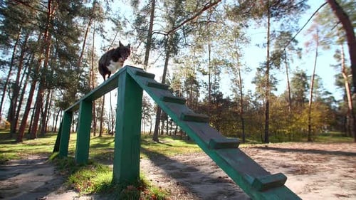 Cute Border Collie Executing Commands in Beautiful Colorful Forest