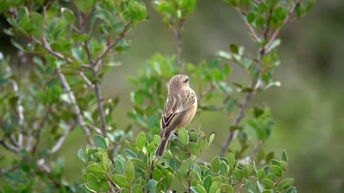 Weiblicher europäischer Stonechat auf einem Busch, der sich im Wind wiegt